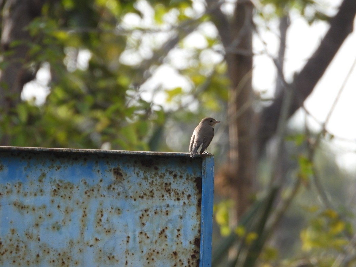 紅胸鶲 - ML647278902