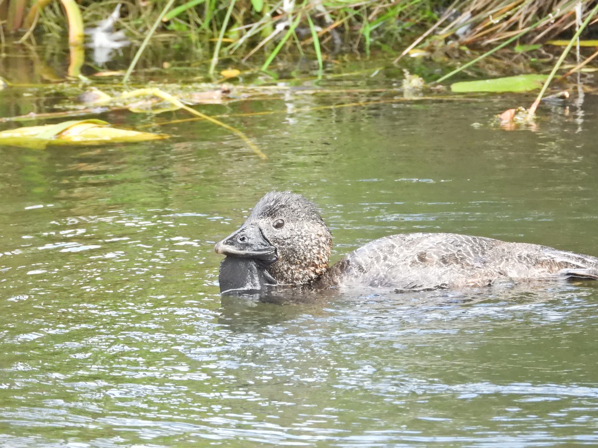 Musk Duck - ML647278903