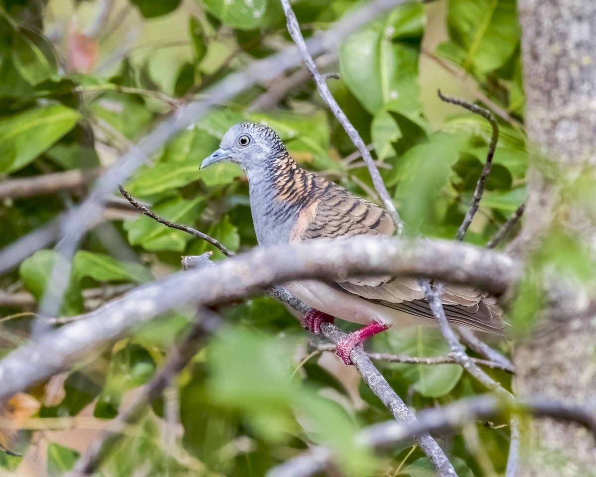 Bar-shouldered Dove - ML647278904
