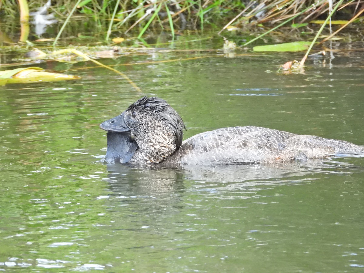 Musk Duck - ML647278905