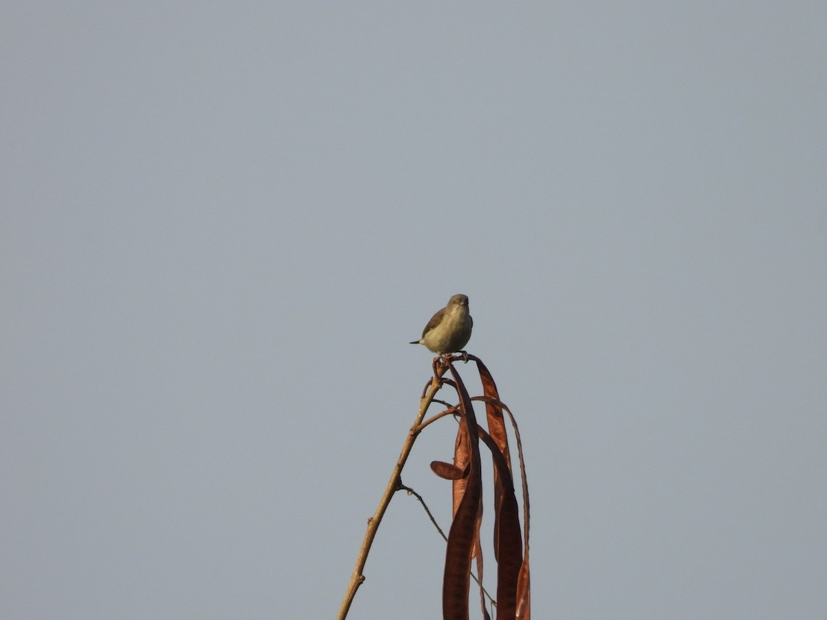 Thick-billed Flowerpecker - ML647278906