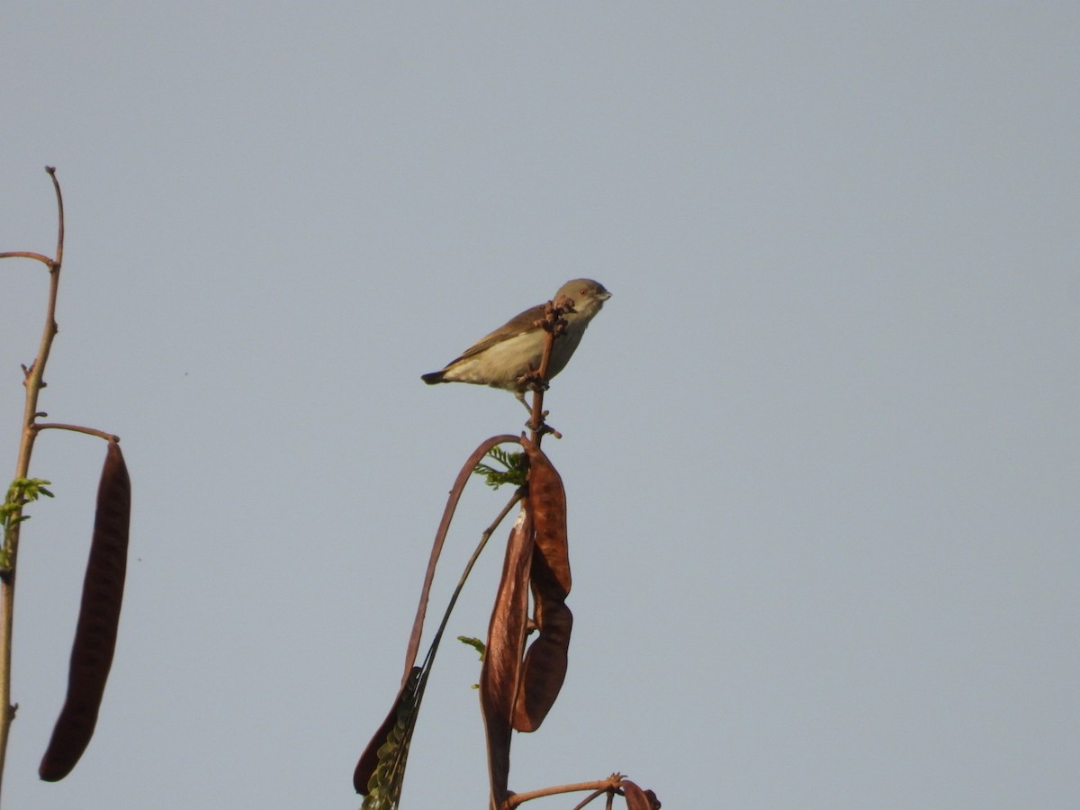 Thick-billed Flowerpecker - ML647278907
