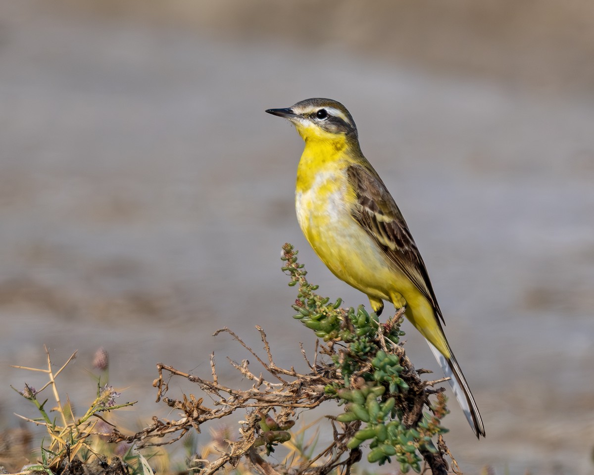 西方黃鶺鴒 - ML647278908