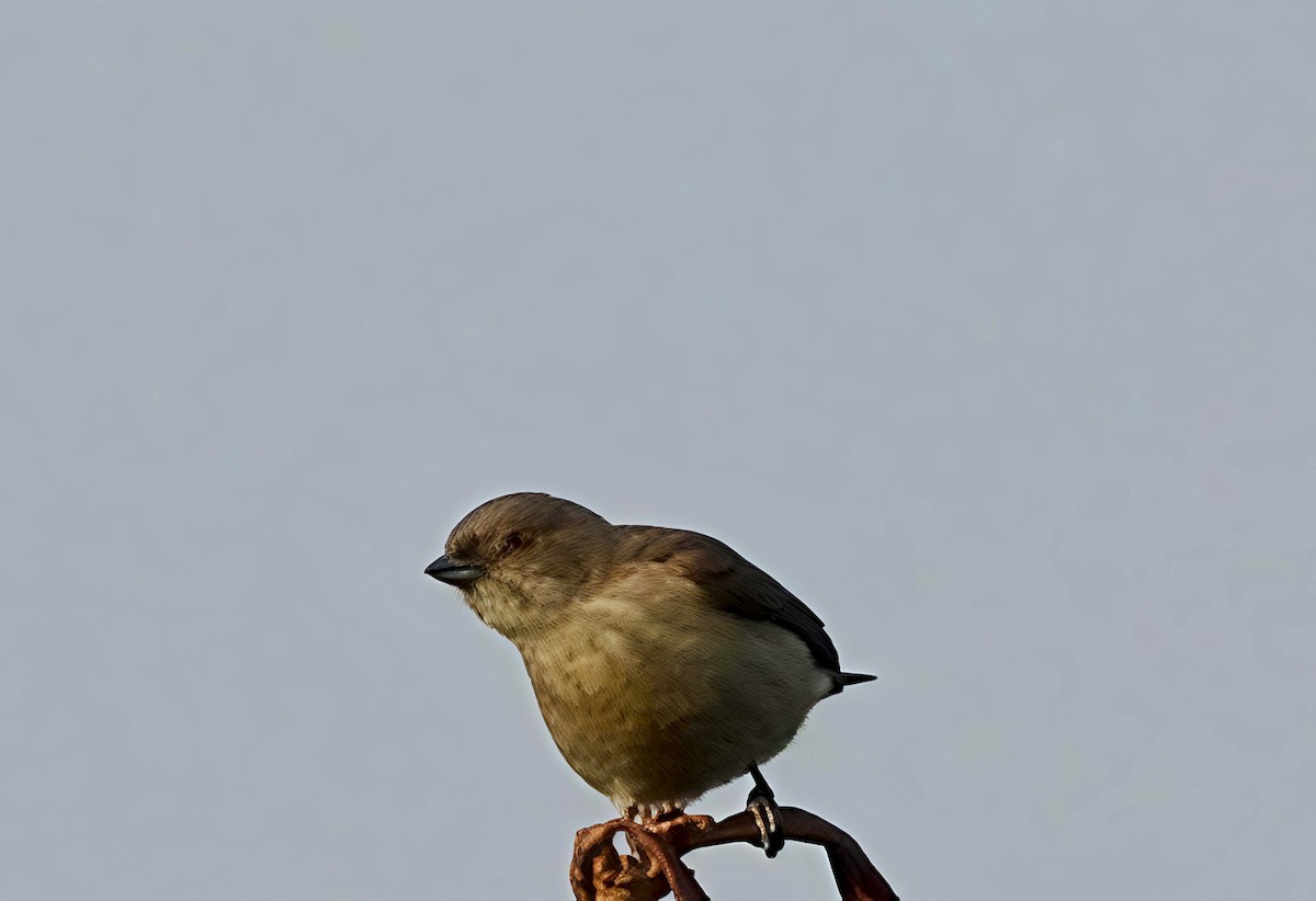 Thick-billed Flowerpecker - ML647278909