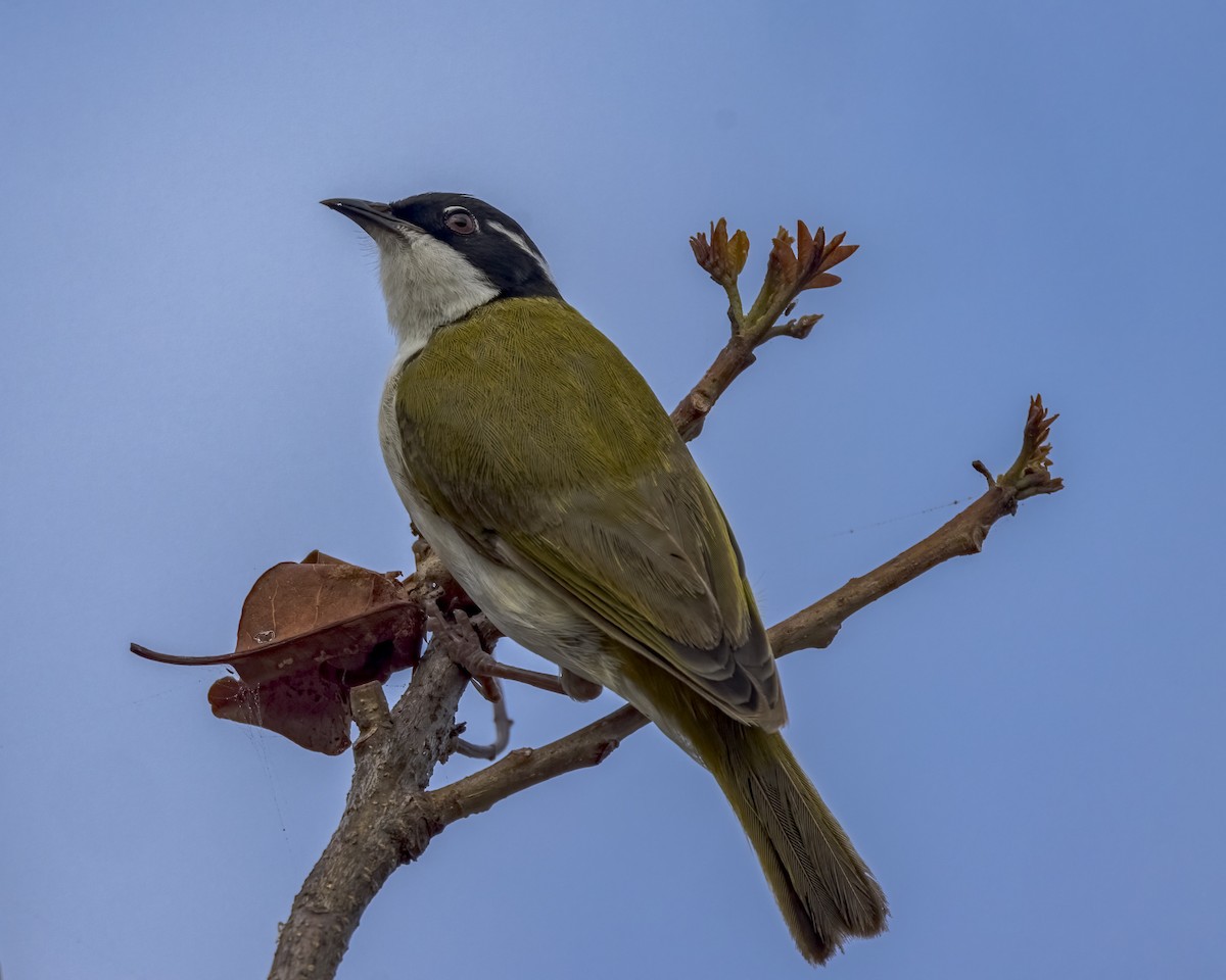 White-throated Honeyeater - ML647278912