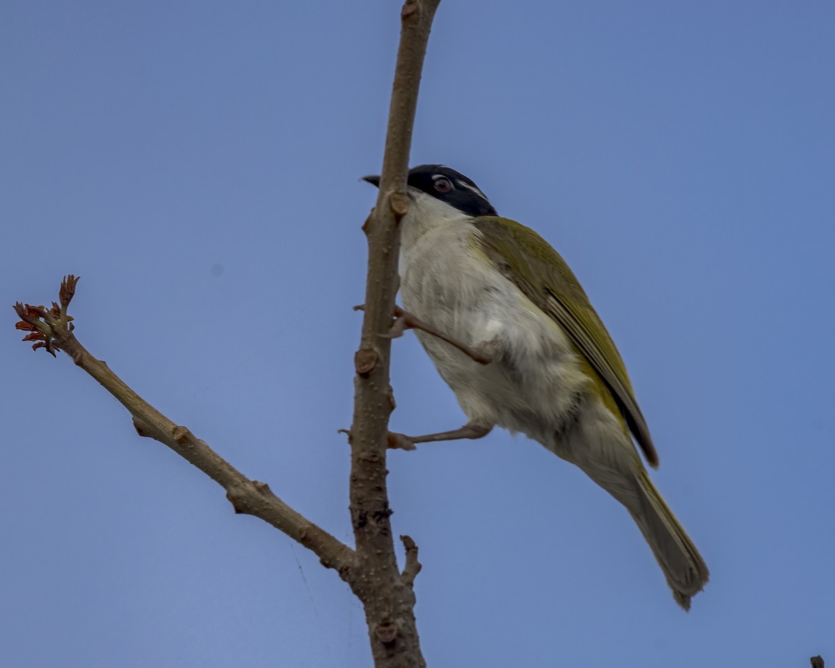 White-throated Honeyeater - ML647278913