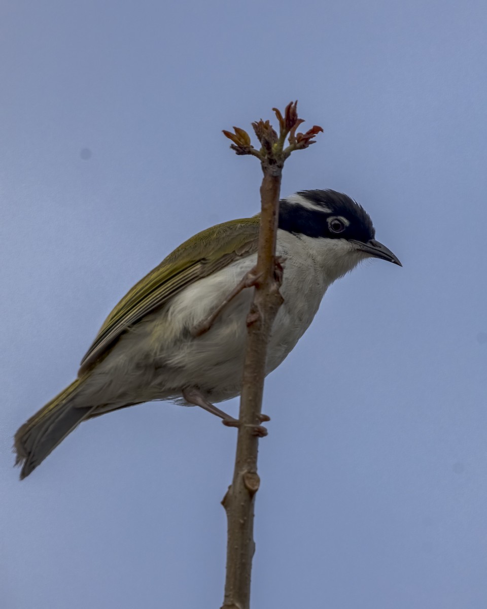 White-throated Honeyeater - ML647278914