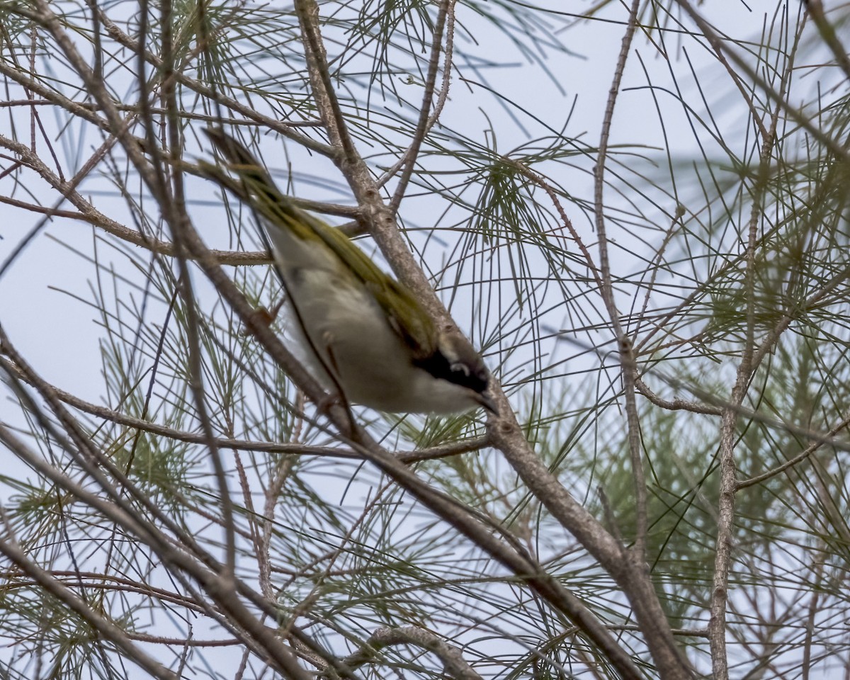 White-throated Honeyeater - ML647278915