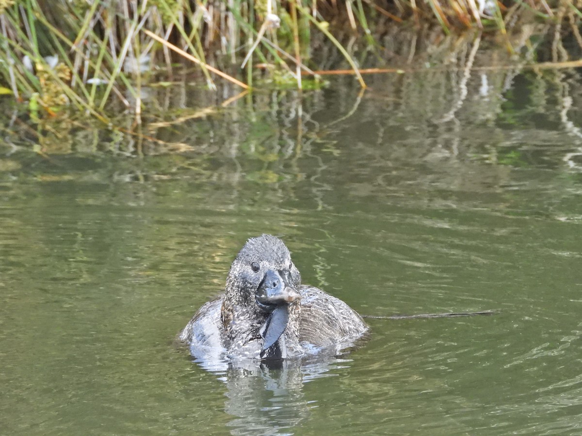 Musk Duck - ML647278916