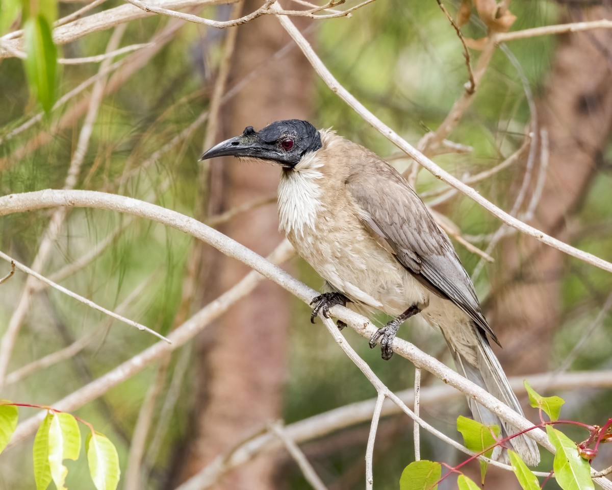 Noisy Friarbird - ML647278917