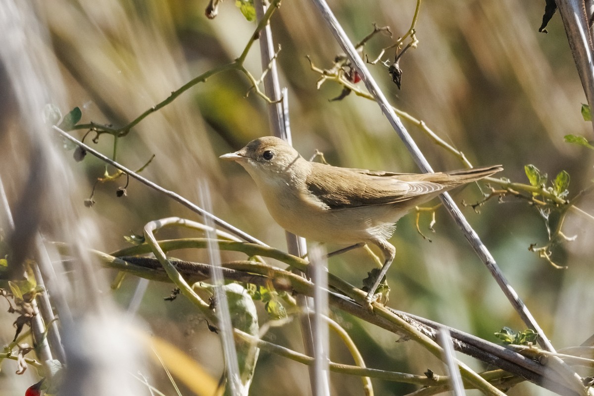 Common Reed Warbler - ML647278919