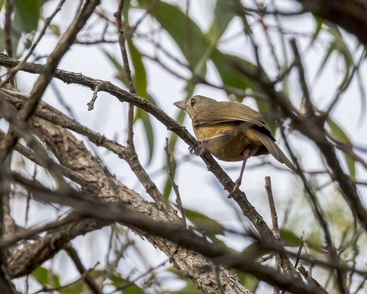 Little Shrikethrush (Rufous) - ML647278920