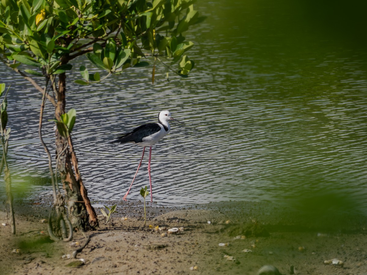 Pied Stilt - ML647278921