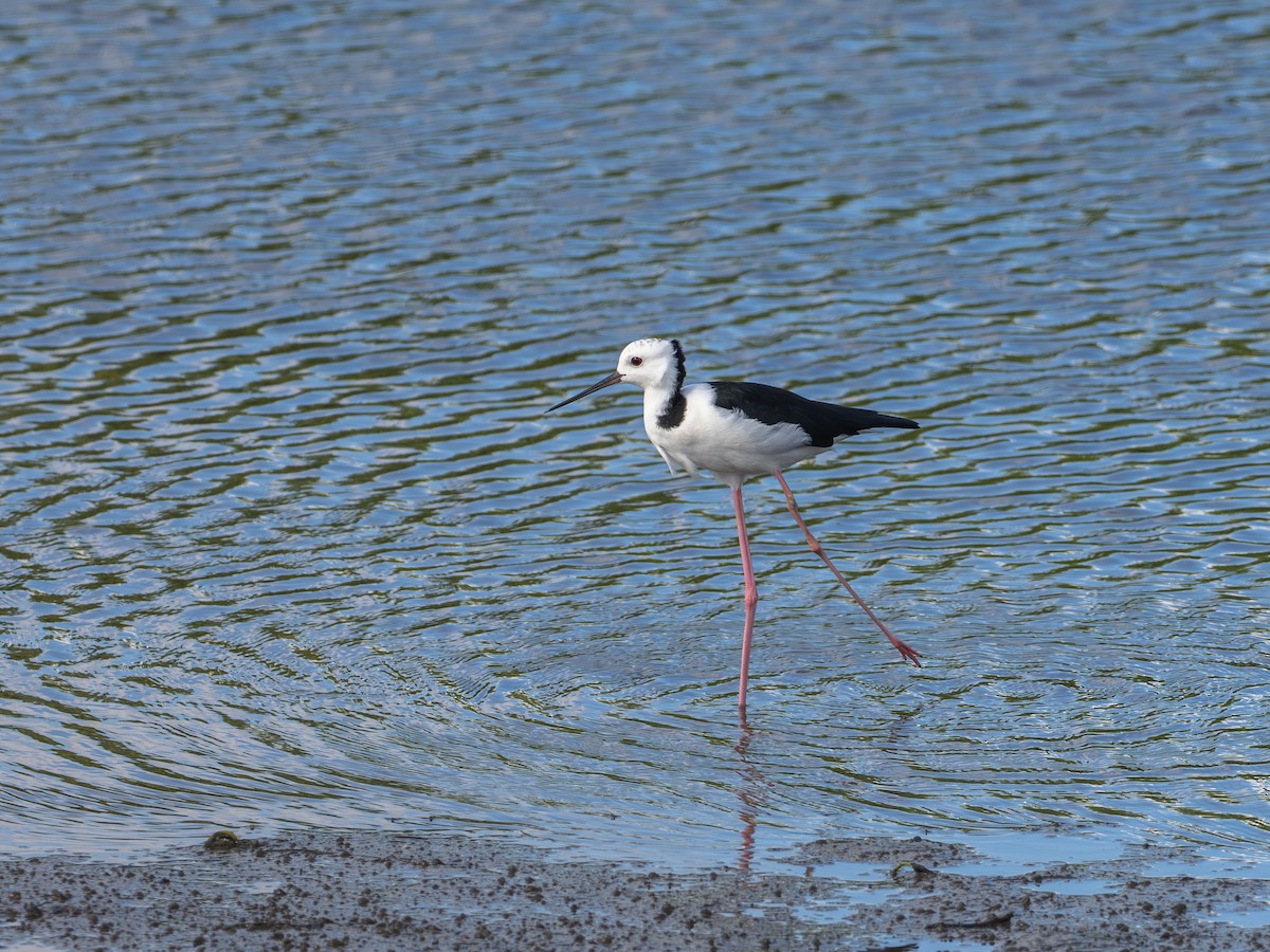 Pied Stilt - ML647278922
