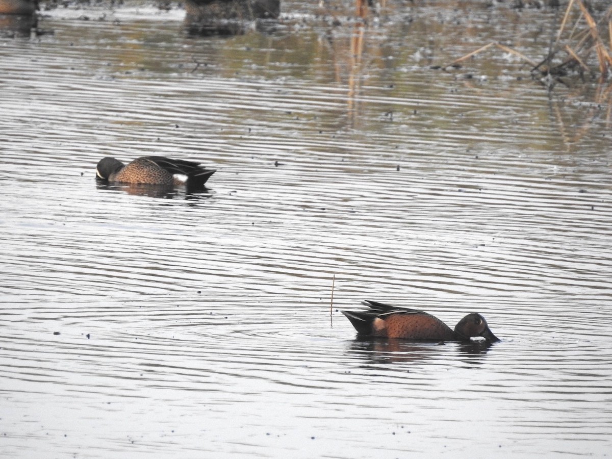 Blue-winged x Cinnamon Teal (hybrid) - ML647278923