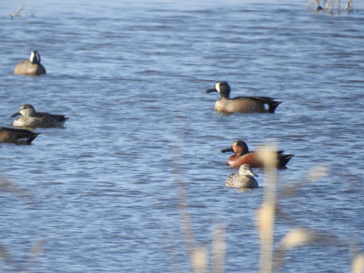 Blue-winged x Cinnamon Teal (hybrid) - ML647278924