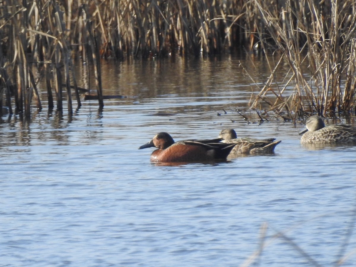 Blue-winged x Cinnamon Teal (hybrid) - ML647278925
