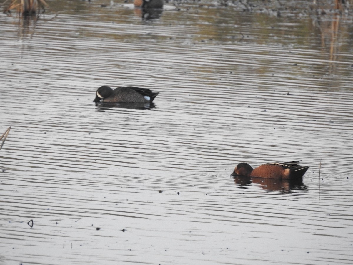 Blue-winged x Cinnamon Teal (hybrid) - ML647278926