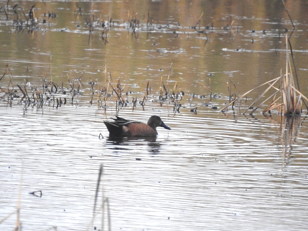 Blue-winged x Cinnamon Teal (hybrid) - ML647278927