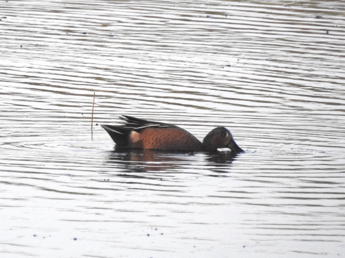 Blue-winged x Cinnamon Teal (hybrid) - ML647278928