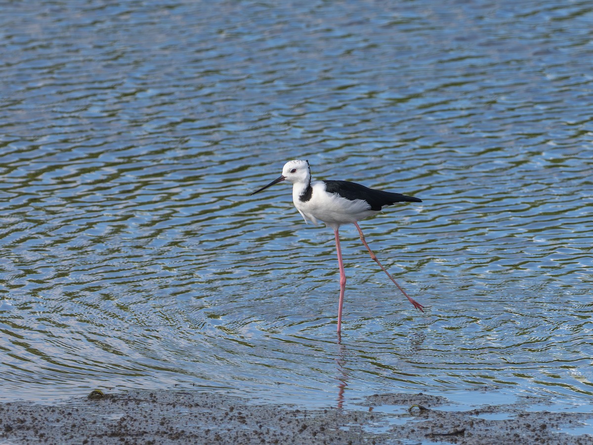 Pied Stilt - ML647278929