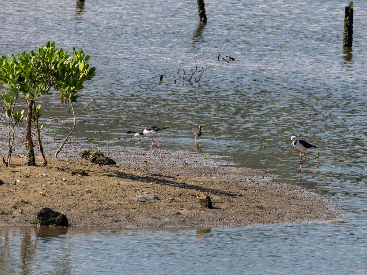 Pied Stilt - ML647278930