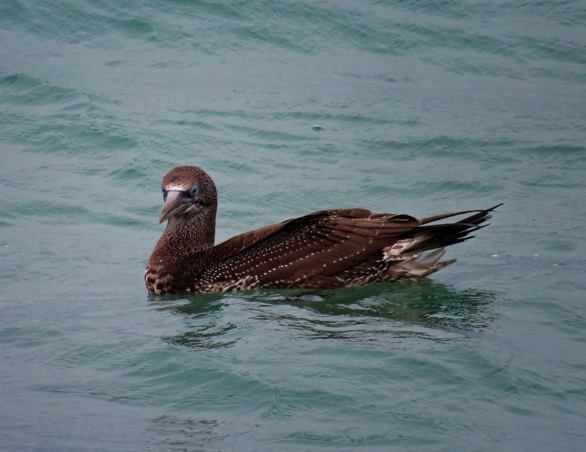 סולה מצויה - ML647278931