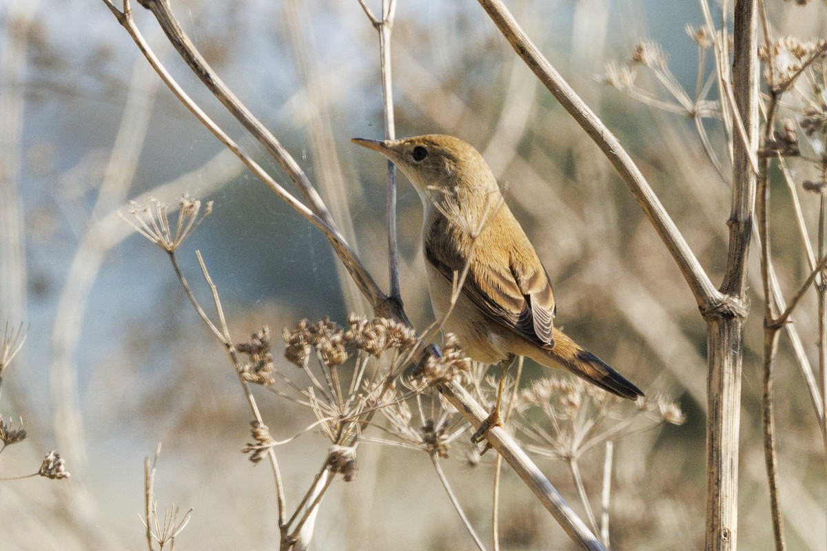 Common Reed Warbler - ML647278933
