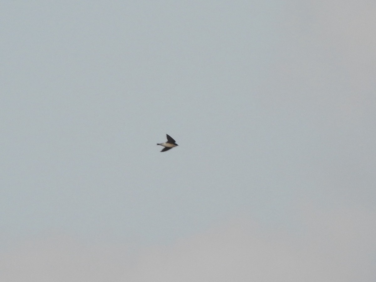 Tree Swallow - ML647278934