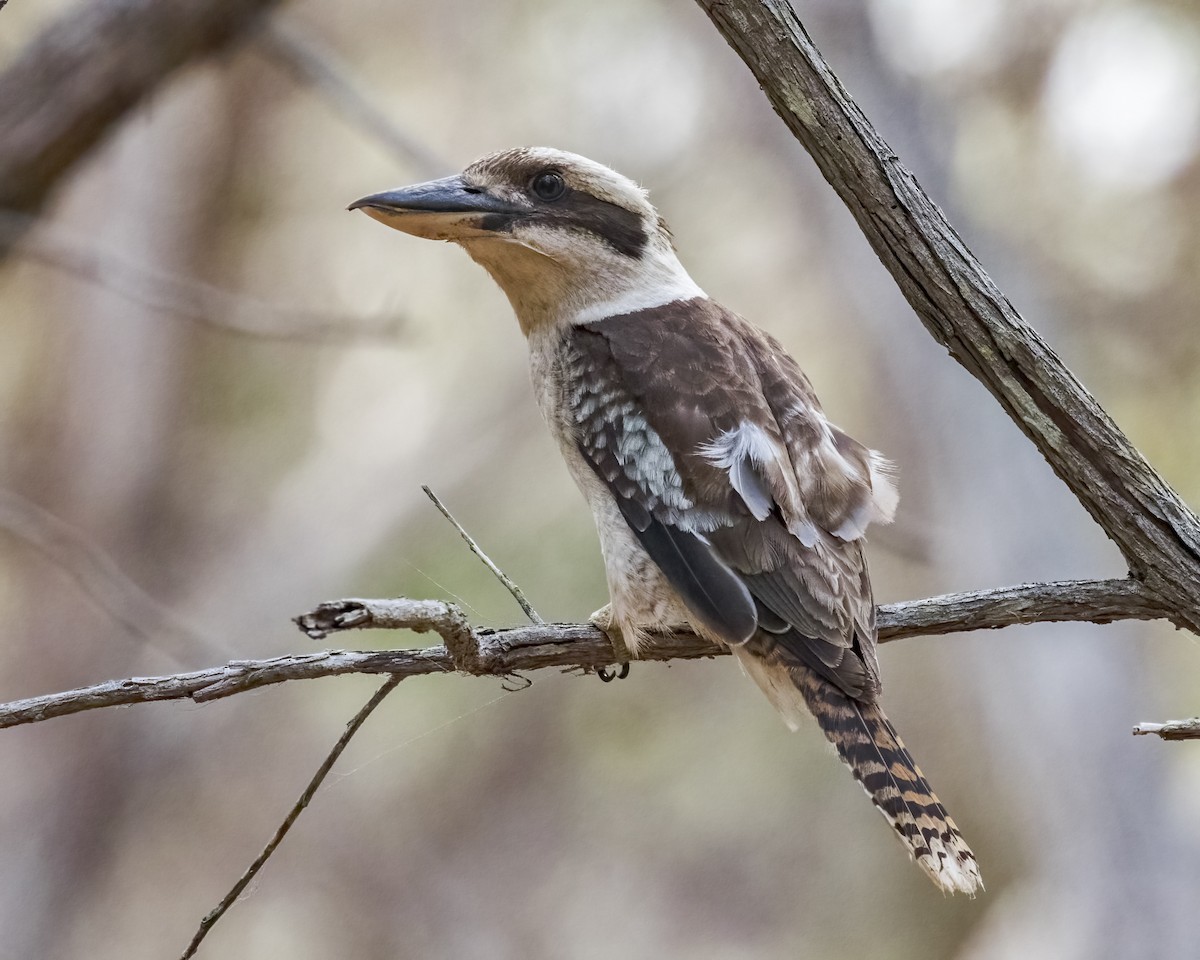 Laughing Kookaburra - ML647278936