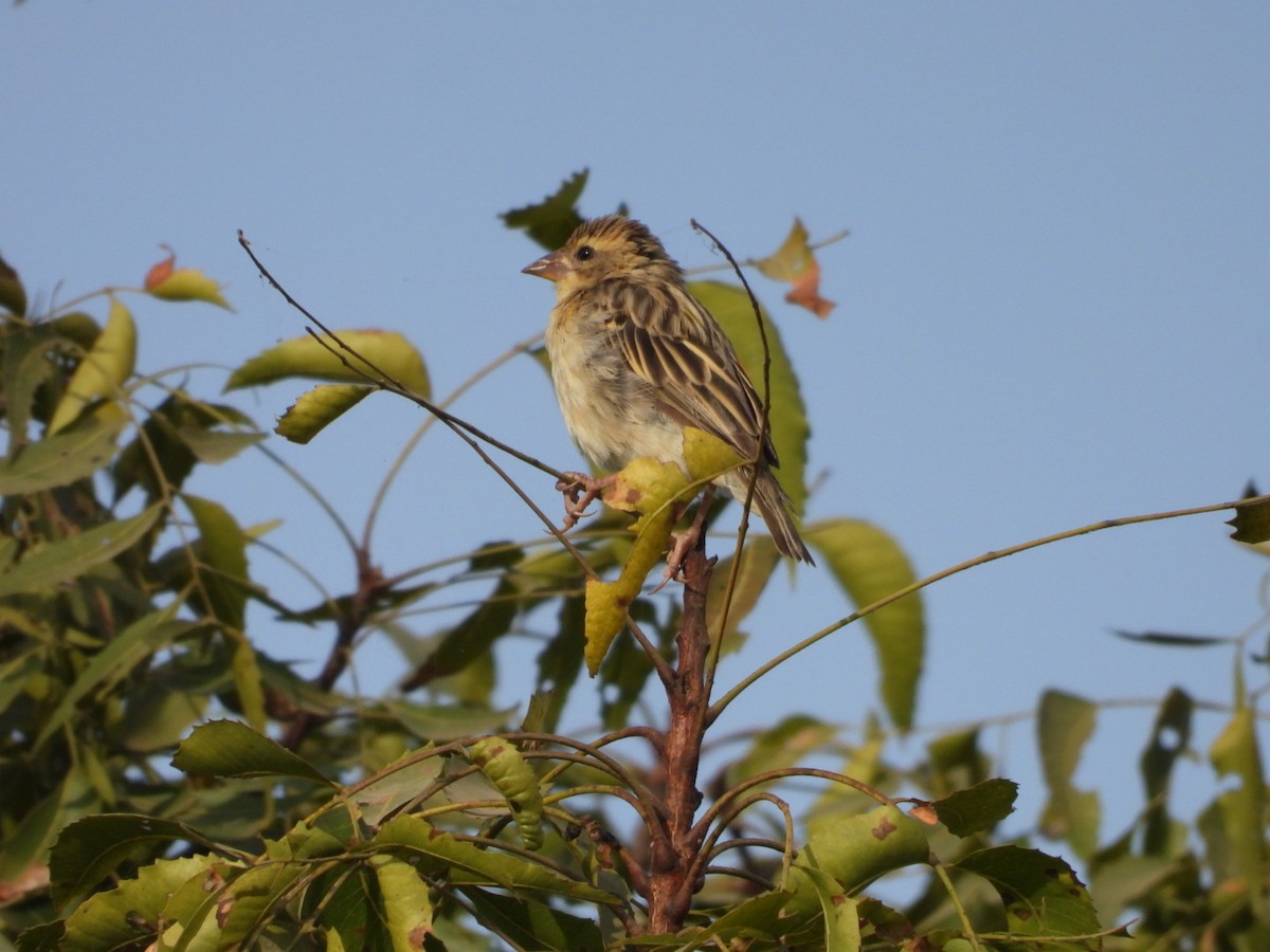 Baya Weaver - ML647278938