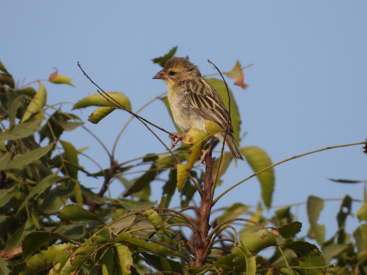 Baya Weaver - ML647278939