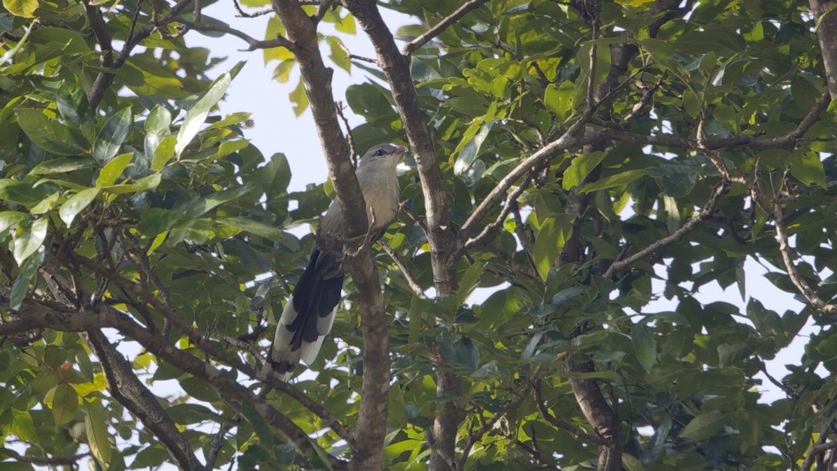 Sirkeer Malkoha - ML647278940