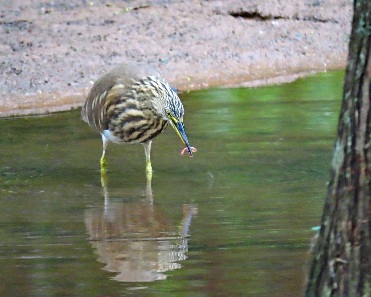 Indian Pond-Heron - ML647278942