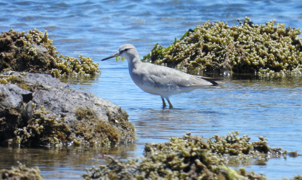 Chevalier de Sibérie - ML647278953