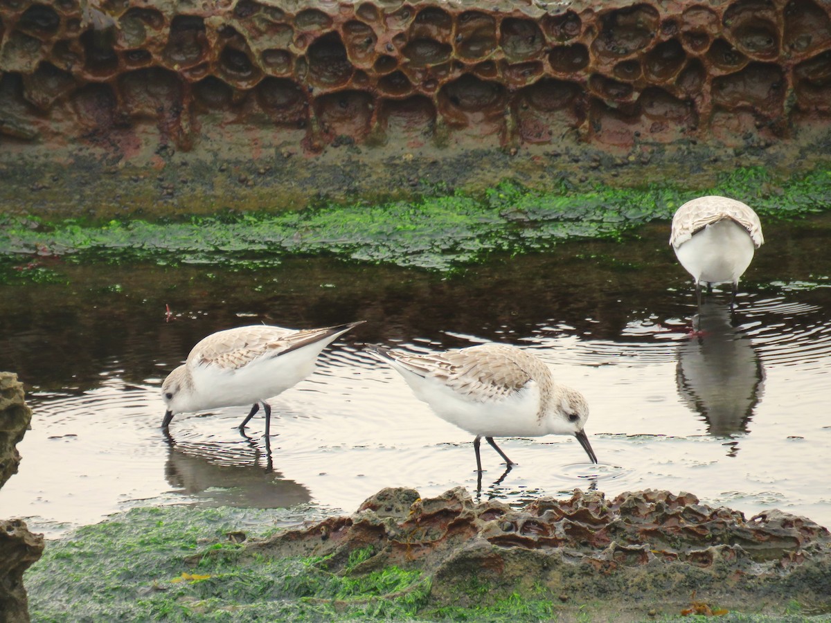 Песчанка - ML647278955