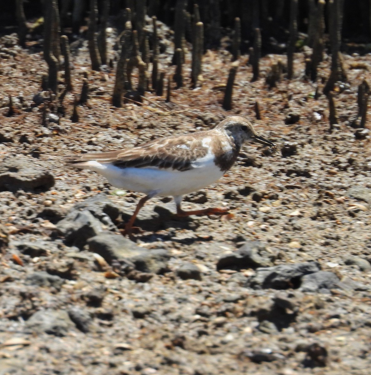 Камнешарка - ML647278957