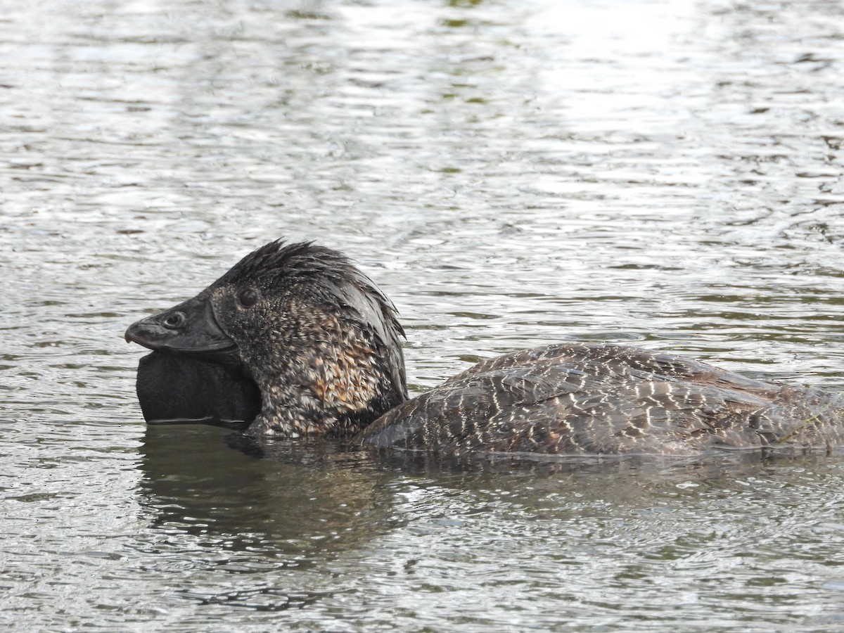 Лопастная утка - ML647278958