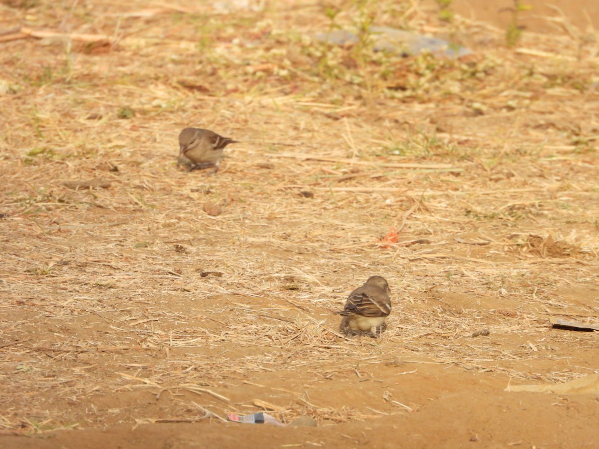 Джунглевый воробей - ML647278959