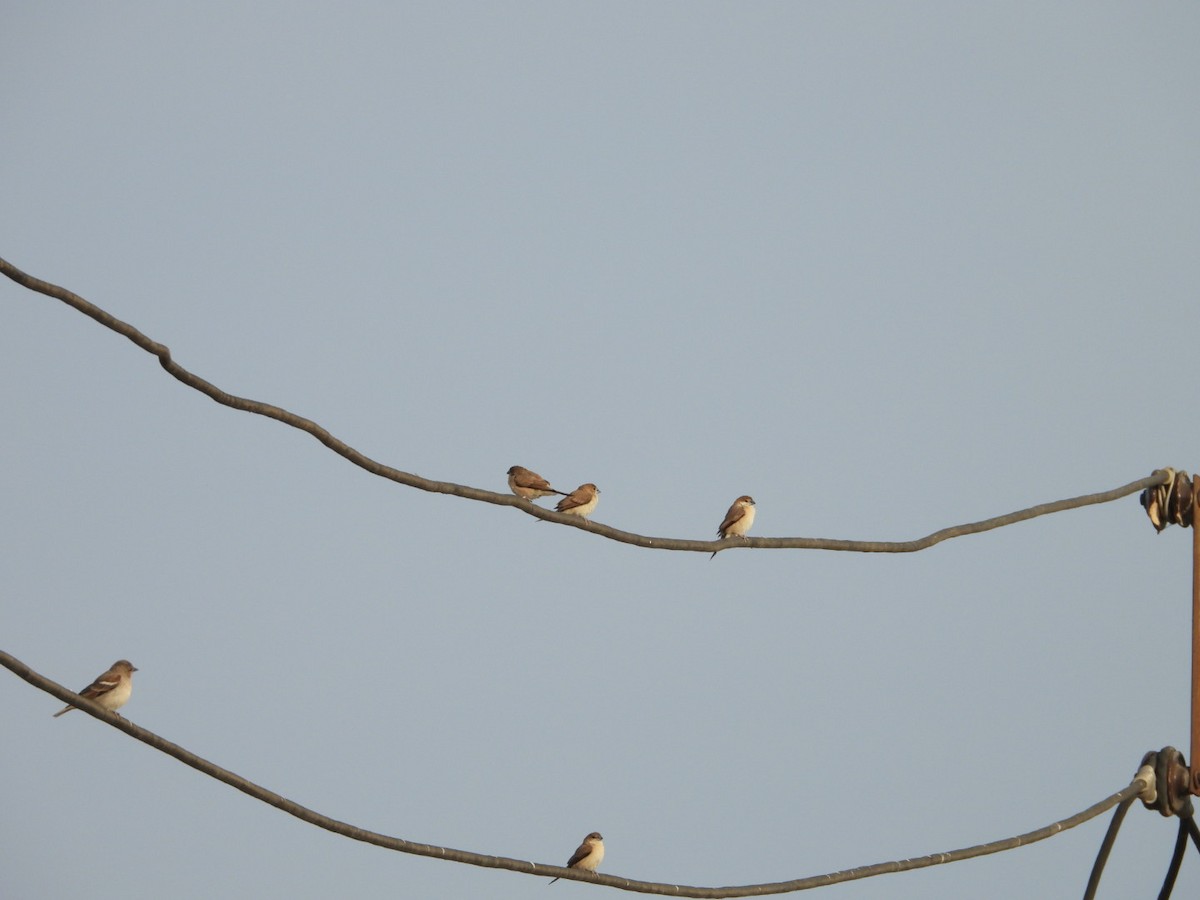 Джунглевый воробей - ML647278960