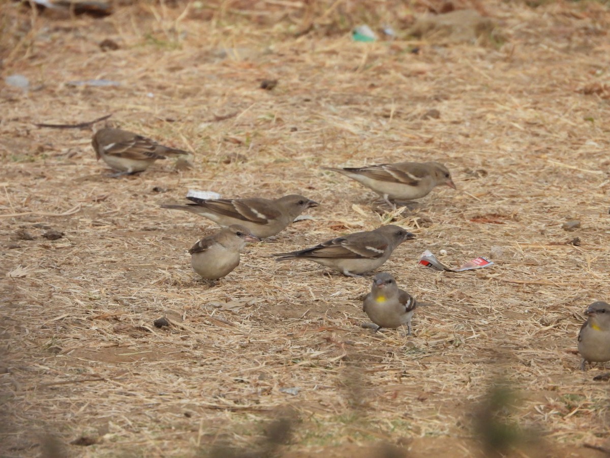 Джунглевый воробей - ML647278961