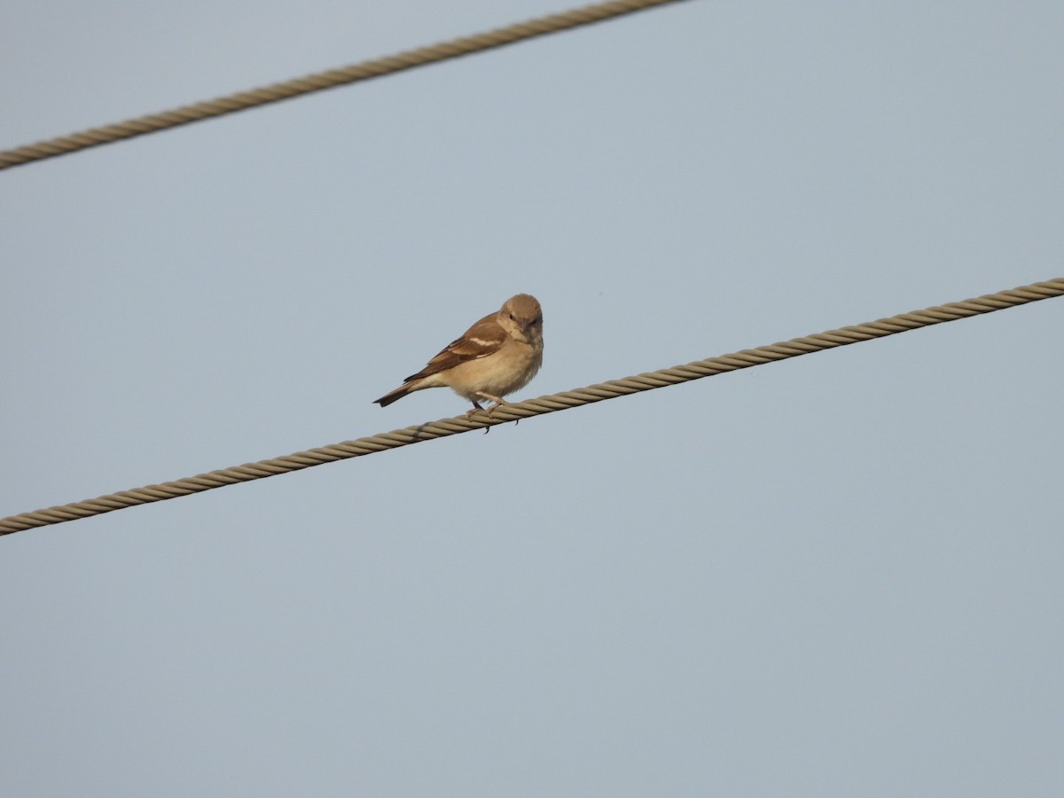 Джунглевый воробей - ML647278962