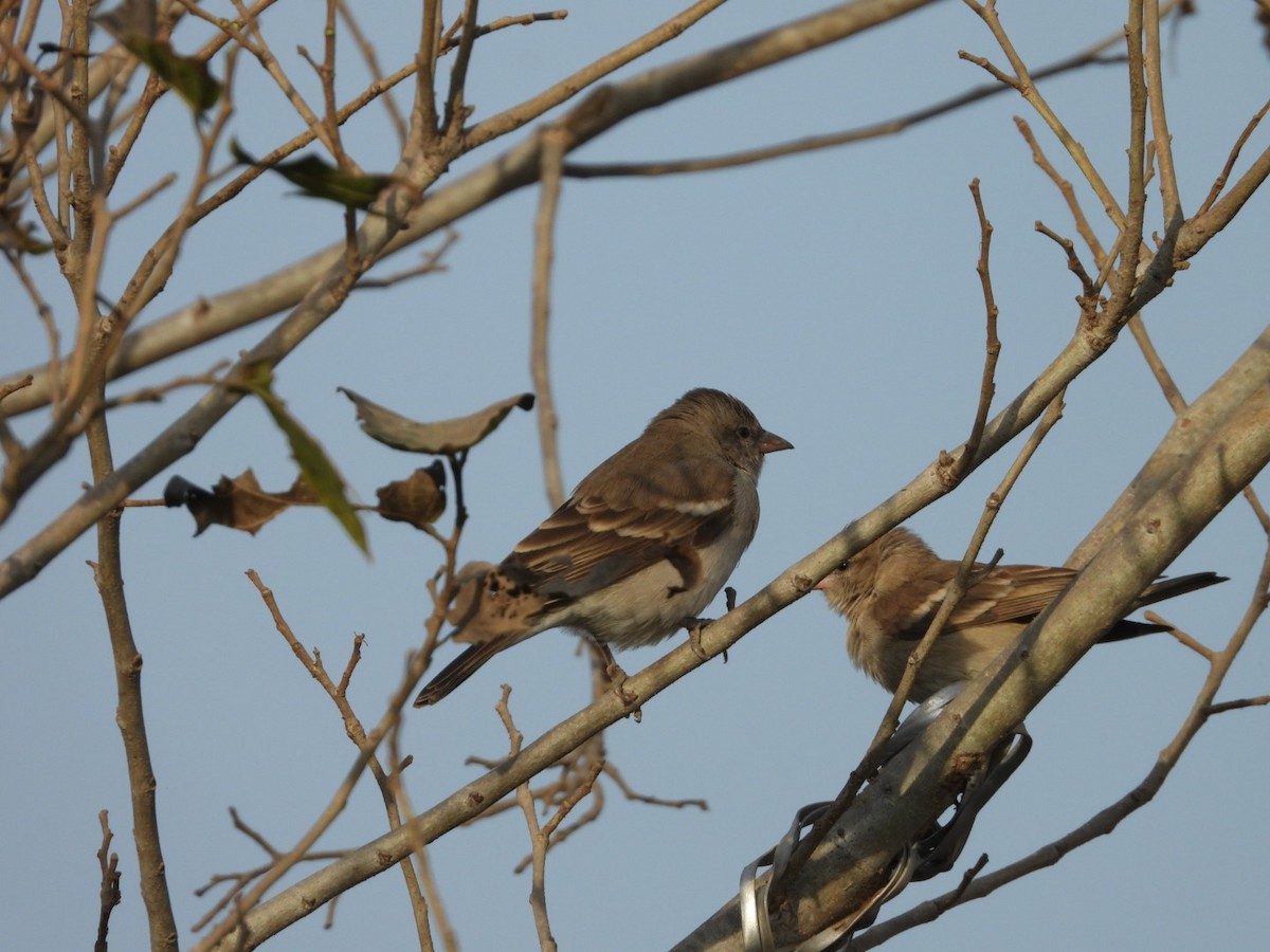 Джунглевый воробей - ML647278963