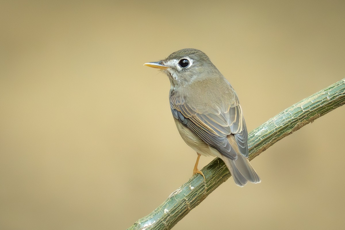 Бамбуковая мухоловка - ML647278964