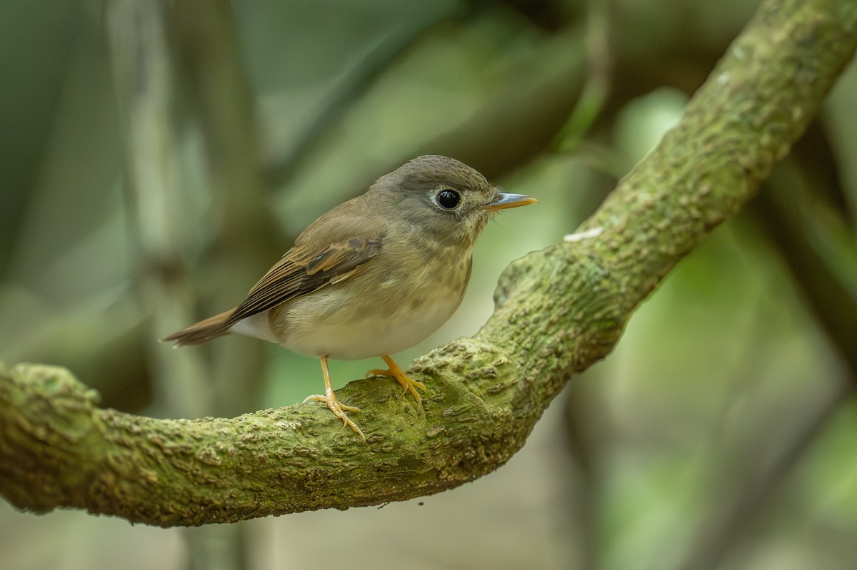 Бамбуковая мухоловка - ML647278965