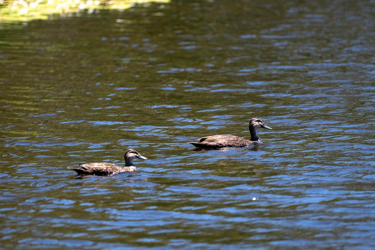 Серая кряква - ML647278966
