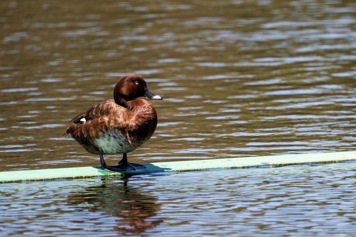 Австралийский нырок - ML647278967