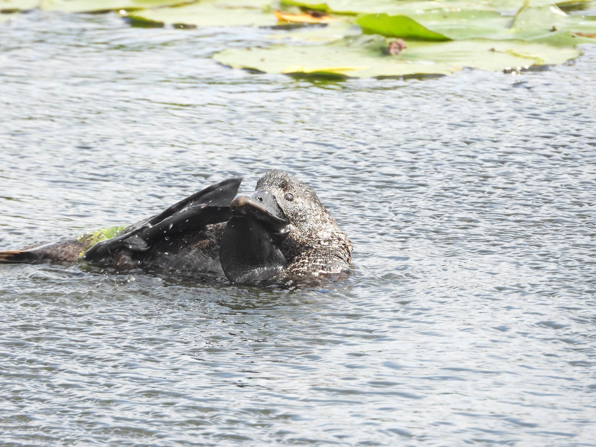 Лопастная утка - ML647278968