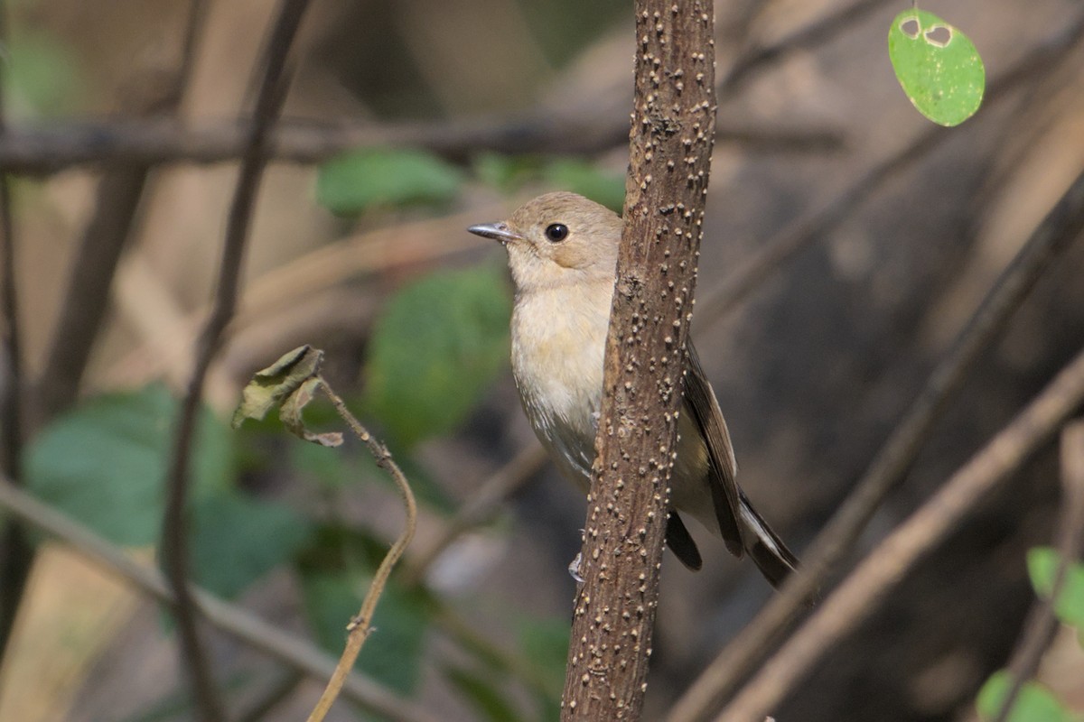 Восточная малая мухоловка - ML647278969