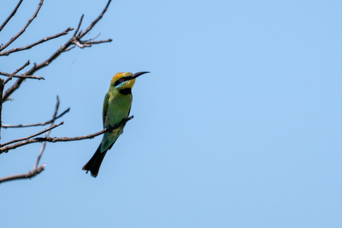 Радужная щурка - ML647278974